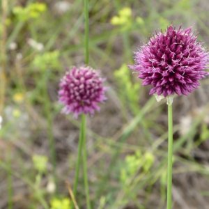 Rundköpfiger Lauch (Allium rotundum)