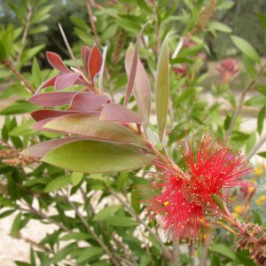 Zylinderputzer , Callistemon