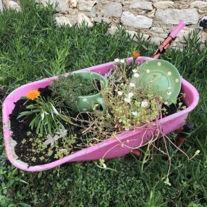 Dalmatien: VRGADA>Schubkarre mit Blumen