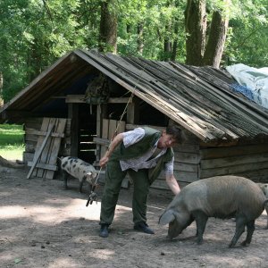 Landesinnere > LONJSKO POLJE >  Turopolje Schweine mit ihrem Hirten
