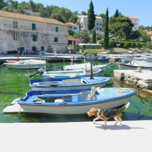 Dalmatien: Insel> Solta> Boote