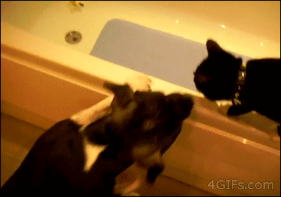 Dog-pushes-cat-into-bath.gif