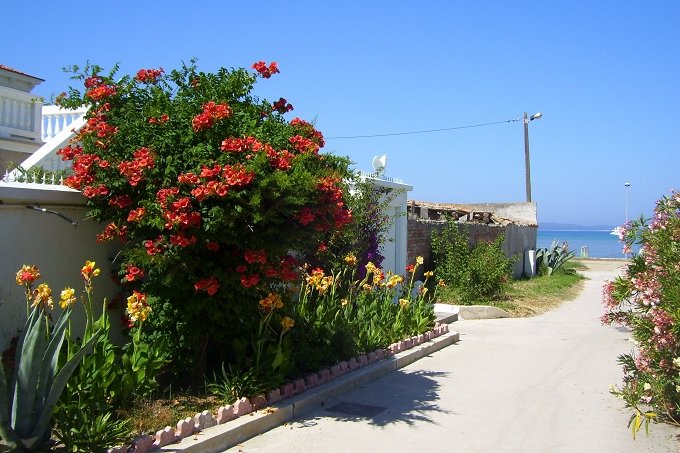 130_Bltenpracht_in_Susak.JPG