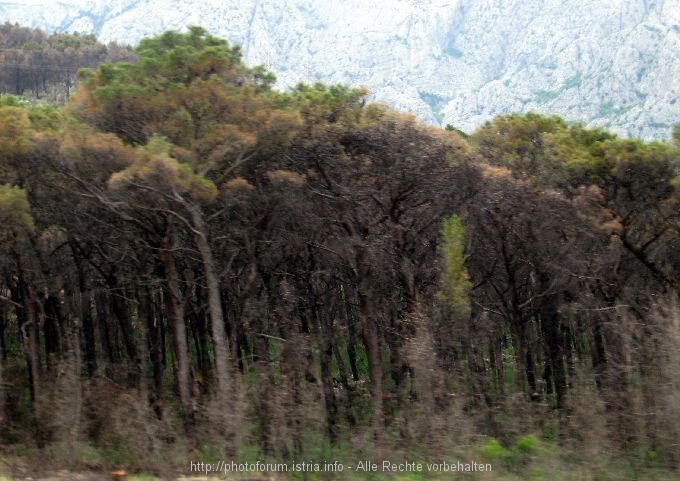 Waldbrand_Makarska_024r.jpg