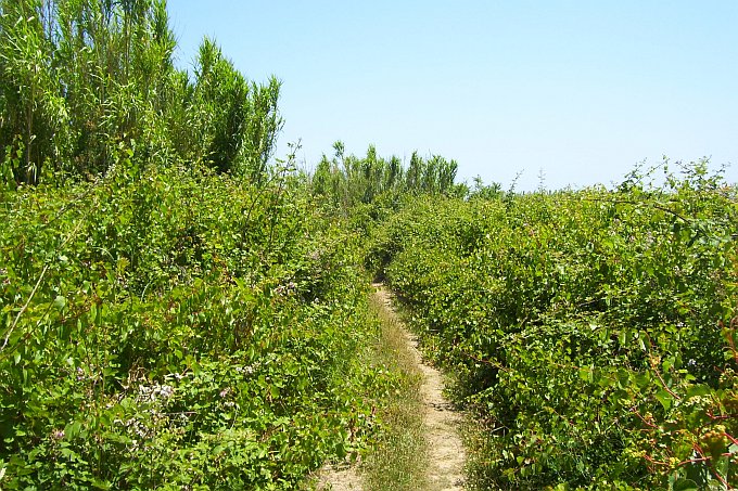 084_Wanderweg_auf_Susak.JPG