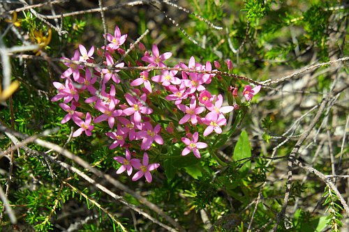 157_Wanderung_Vidova_Gora_Flora.jpg