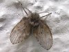 Psychodidae.jpg Psychodidae.jpg
