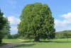 baum.jpg baum.jpg