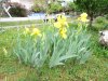 IMG_0612 gelbe Iris.JPG