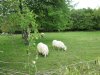 Unsere Nachbarn Schafe.JPG