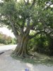 Baum Vrbnik -Punat.JPG