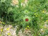 IMG_0300 Distel.JPG