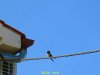 IMG_0165 Schwalben.JPG