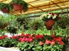 IMG_0360 Blumen.JPG
