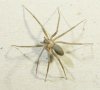 brown recluse11.jpg