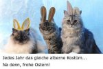 osterkatzen.jpg