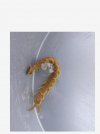 Scolopendra dalmatica.JPG