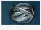 lagofisch.jpg lagofisch.jpg