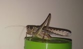 tiere in kroatien.JPG