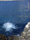 sprung ins kalte wasser insel lokrum.JPG