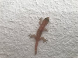 Gecko.JPG
