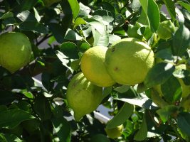 Urlaub in Lumbarda 046.JPG