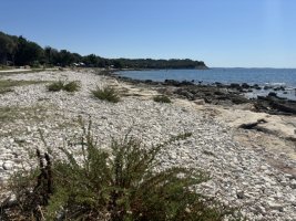 IMG_7049.jpeg