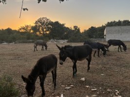 IMG_7070.jpeg