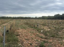 Plantage (2).jpeg