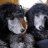 Poodle AVA