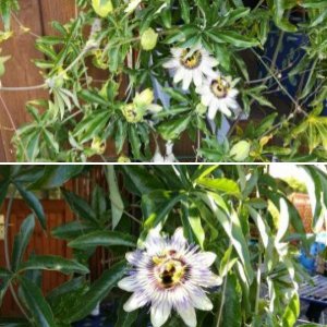 Passionsblume
