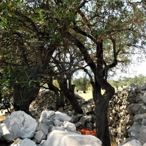 Kvarner: LUN auf Insel Pag > Olivenbäume
