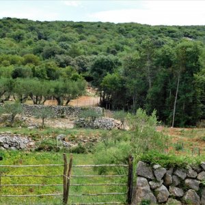 Kvarner: PUNAT auf Insel Krk > Olivenbäume