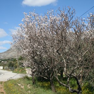 Mandelblüte Küstenstraße bei Split