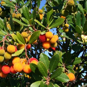 Erdbeerbaum (Arbutus unedo)