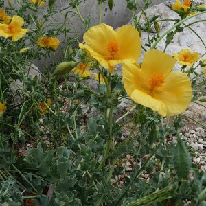 Gelber Hornmohn (Glaucium flavum) .jpg