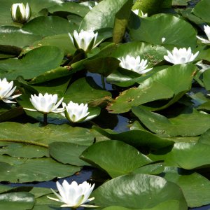 Weiße Seerose (Nymphaea alba) .