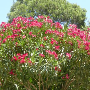 Oleander