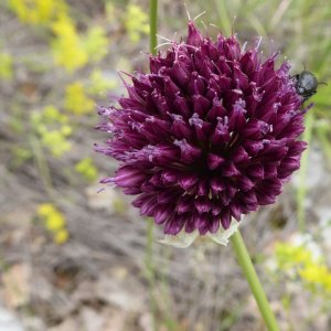 Rundköpfiger Lauch (Allium rotundum)