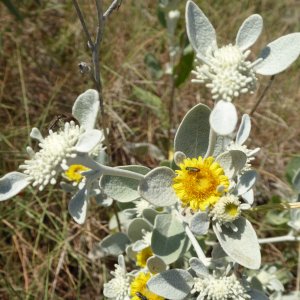 Schneeweißer Alant (Inula verbascifolia)