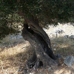 Kvarner: LUN >Olivenbaum
