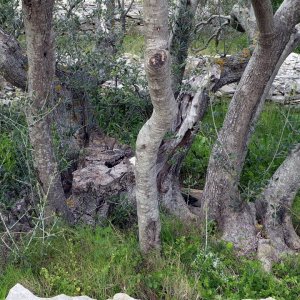 Dalmatien > KORCULA > alter Olivenbaum wird jung