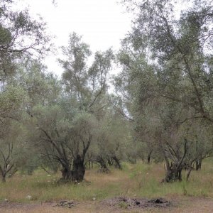 Dalmatien: INSEL LASTOVO > alter Olivenhain