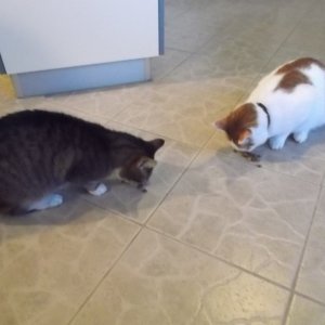 DSCF3233.JPG