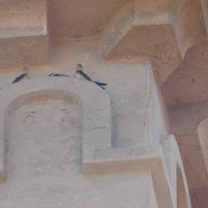 Schwalben