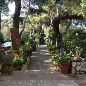 Hvar >sveti klement > palmizana