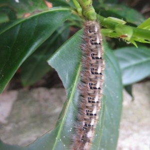 Momjan Raupe