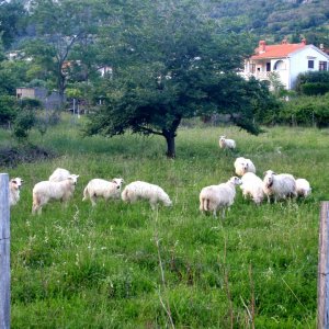 Kvarner: BASKA/otok Krk > saftige Schafweiden im Ort