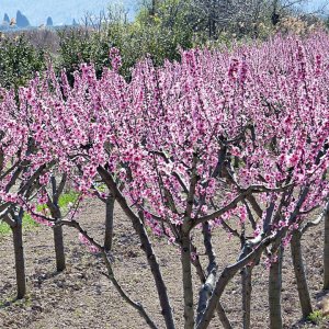 Dalmatien>Kirschblüte im Netetvatal