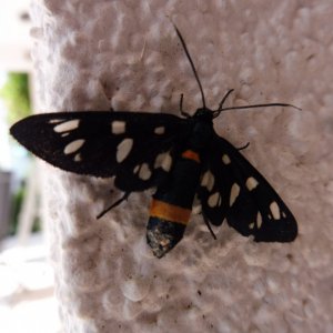 Schmetterling (1).JPG